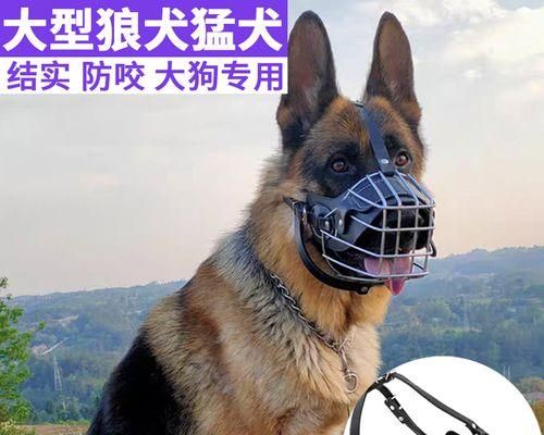 宠物狗也能量体温（掌握这些方法）