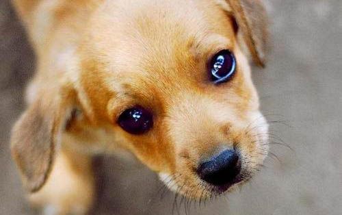 如何训教狗狗基本动作