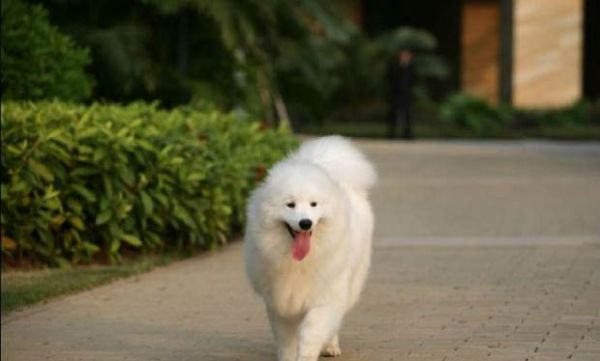 如何训教狗狗基本动作