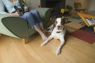 如何教狗各种动作