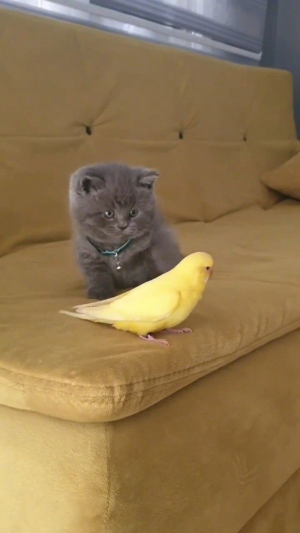 小奶猫和小鸟之间的超萌互动 ..