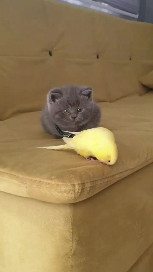 小奶猫和小鸟之间的可爱互动……