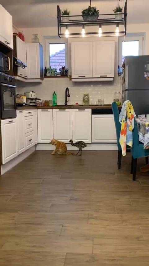 萌萌哒！小鸵鸟与猫咪互动引发热议