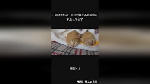 不着调的妈猫，刚生的娃都不管就出去找老公学会了