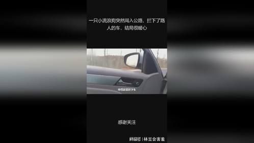 一只小流浪狗突然闯入公路，拦下了路人的车，结局很暖心