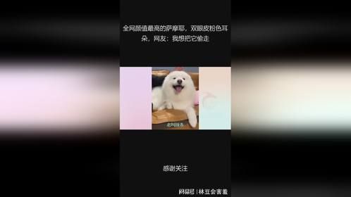全网颜值最高的萨摩耶，双眼皮粉色耳朵，网友：我想把它偷走