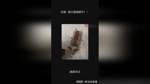 柯基 -我只是想躺平！！