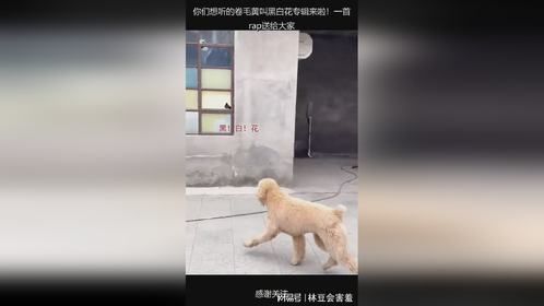 你们想听的卷毛黄叫黑白花专辑来啦！一首rap送给大家