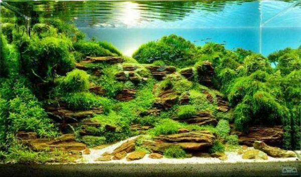 鱼缸欣赏视频_小鱼缸如何造景图片欣赏_鱼缸欣赏图片造景小图