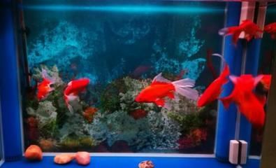 财神鱼鱼缸造景图：财神鱼鱼缸造景基本知识和常见技巧