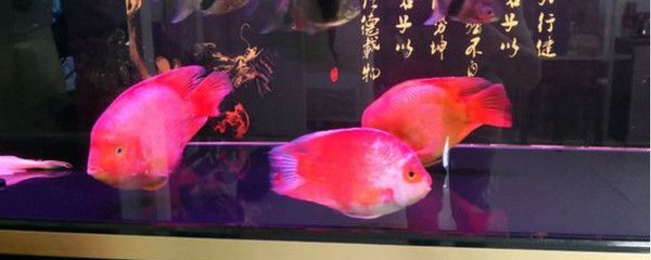 财神鱼鱼缸造景图：财神鱼鱼缸造景基本知识和常见技巧