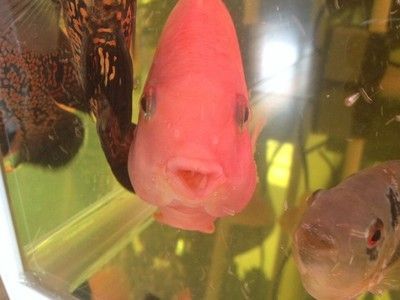 财神鱼鱼缸造景图：财神鱼鱼缸造景基本知识和常见技巧