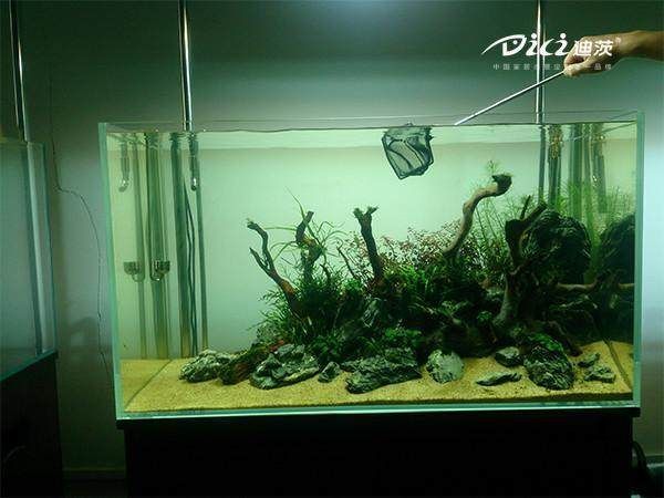大型鱼缸怎么造景好看视频：大型鱼缸造景基础知识