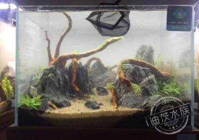 大型鱼缸怎么造景好看视频：大型鱼缸造景基础知识