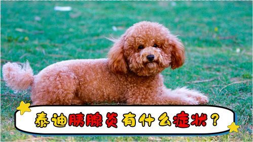 “泰迪胰腺炎，营养食谱大揭秘！”