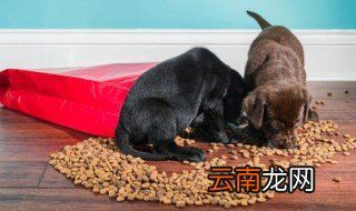 狗粮是怎么做的 怎么做狗粮