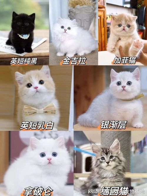 线上怎么购买宠物猫