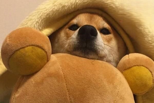 狗狗手术后不吃东西