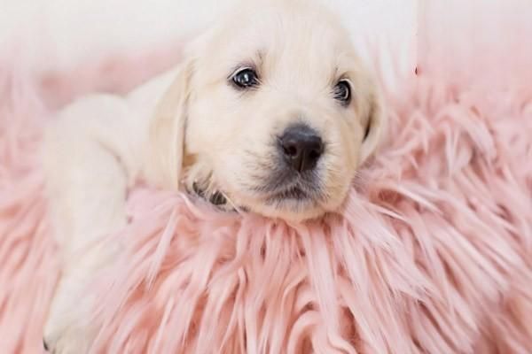 狗狗不吃东西怎么办?