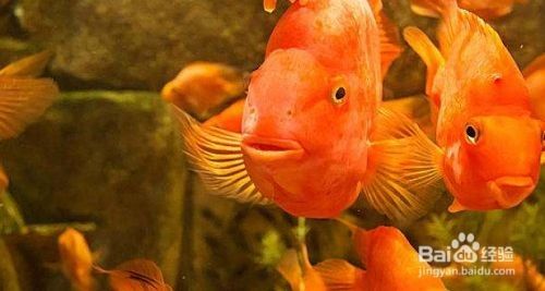 大鱼缸换水怎么控制温度高低：如何控制鱼缸水温？技巧，如何有效控制大鱼缸水温以