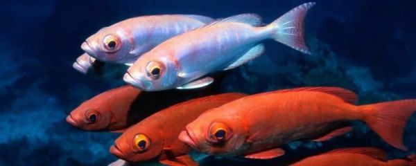 大鱼缸换水怎么控制温度高低：如何控制鱼缸水温？技巧，如何有效控制大鱼缸水温以