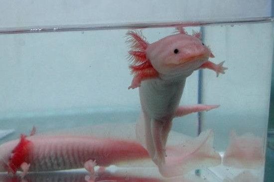 六角恐龙冬天怎么养,六角恐龙鱼过冬的方法