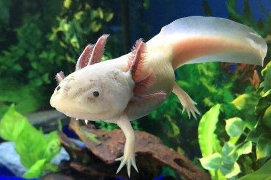 六角恐龙冬天怎么养,六角恐龙鱼过冬的方法