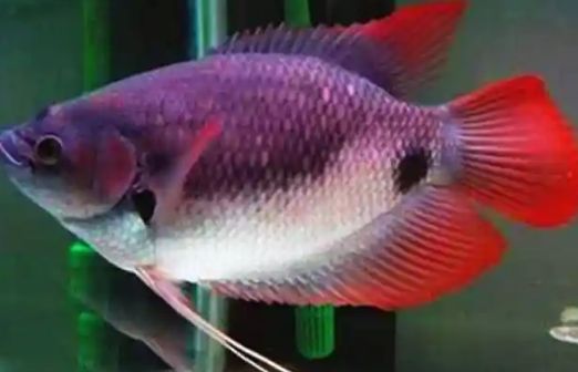 招财鱼的种类有哪些？一文读懂六大经典品种！