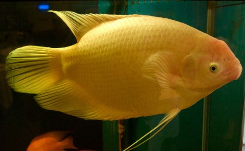 招财鱼的种类有哪些？一文读懂六大经典品种！