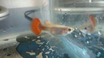 新生孔雀鱼需要多长时间才能长成成鱼？