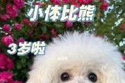 从34月龄开始培育你的比熊幼犬（宠物犬的基础训练，从小抓起）