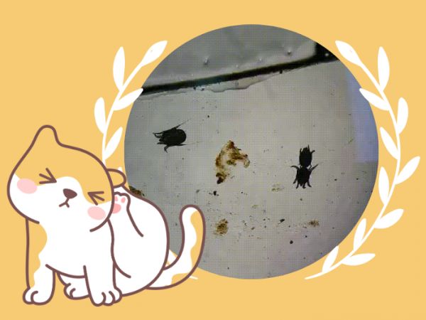 小猫耳螨用什么药?