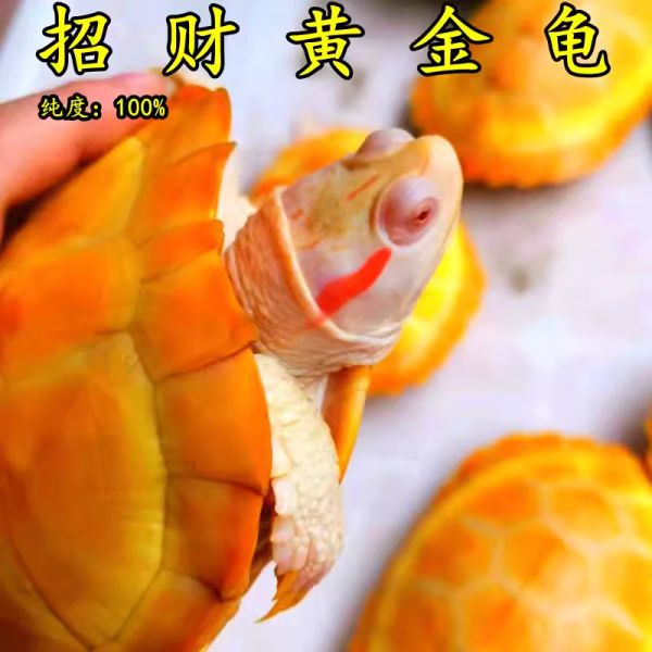黄金龟金钱小乌龟稀有情侣宠物活物吃菜龟深水龟观赏龟活体龟
