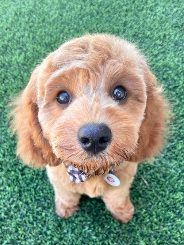 adorable cavapoo puppy on grass