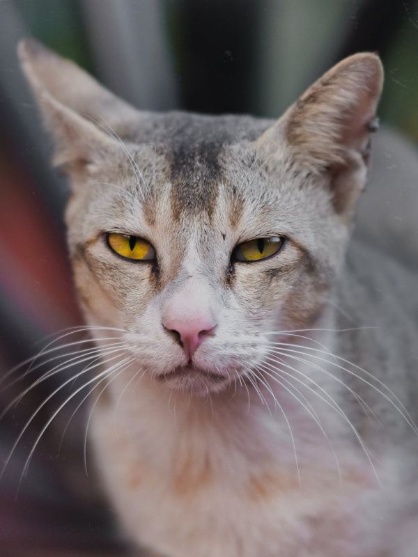 captivating portrait of a domestic cat