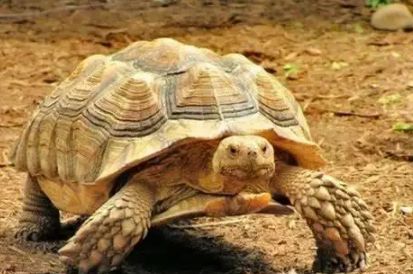 苏卡达象龟可以养吗?你绝对想不到的答案!