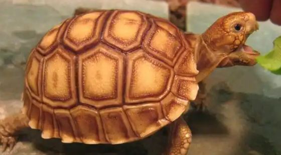 苏卡达象龟可以养吗?你绝对想不到的答案!