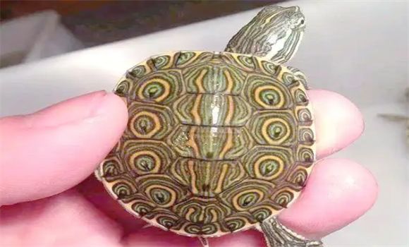 甜甜圈龟:淡水龟中的社交达人