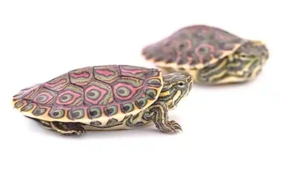 甜甜圈龟:淡水龟中的社交达人