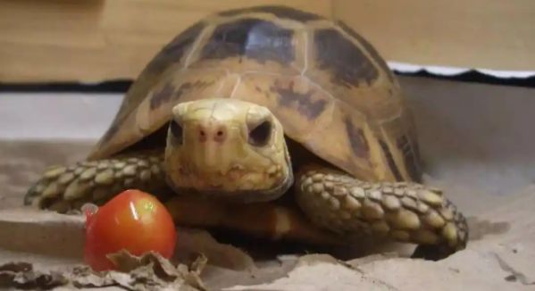 缅甸陆龟有哪些习性?看完你就知道了