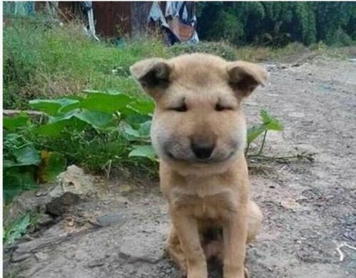 土狗子蛇，宠物主人需警惕！