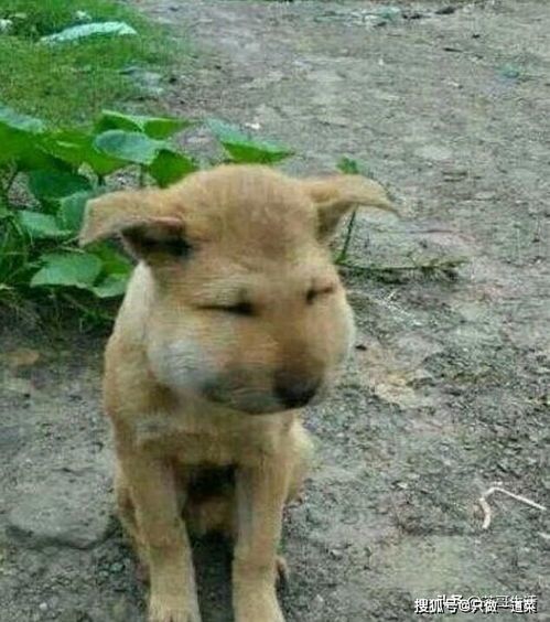 土狗子蛇，宠物主人需警惕！