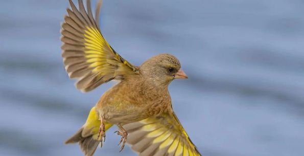 金翅雀的价格，想知道的来看看！