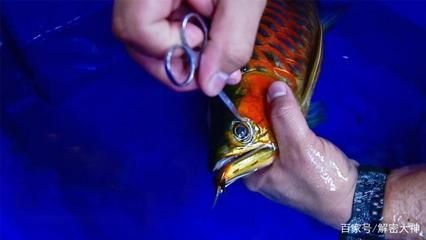 金龙鱼宠物鱼怎么养（养殖金龙鱼需要注意以下几个方面金龙鱼的饲养环境）