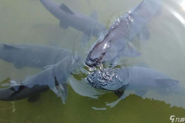 《疯狂骑士团》钓鱼图鉴全解析：掌握捕获技巧，征服水域挑战！