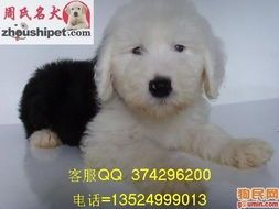 训练古牧不乱叫，打造安静宠物伴侣