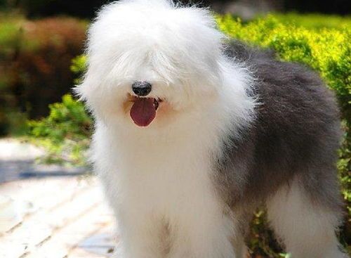 训练古牧不乱叫，打造安静宠物伴侣