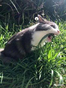 猫吃草，宠物习性，自然现象。