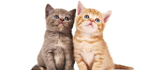 猫吃草，宠物习性，自然现象。