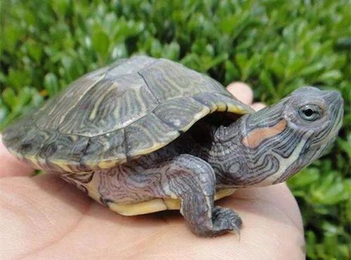 山龟养殖指南：宠物爱好者必看